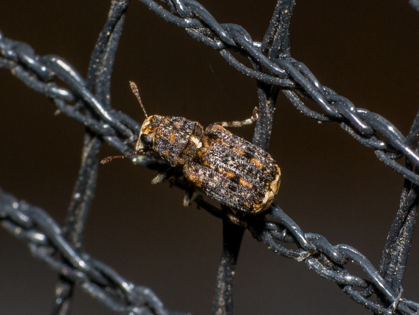 Ulorhinus bilineatus - dülledtszemű orrosbogár