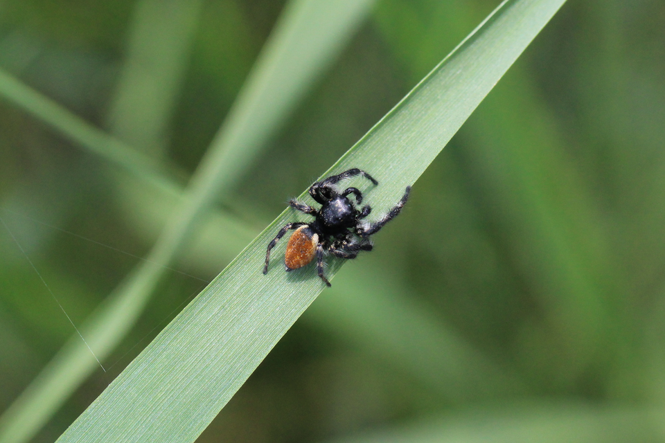 Carrhotus xanthogramma - rozsdás ugrópók