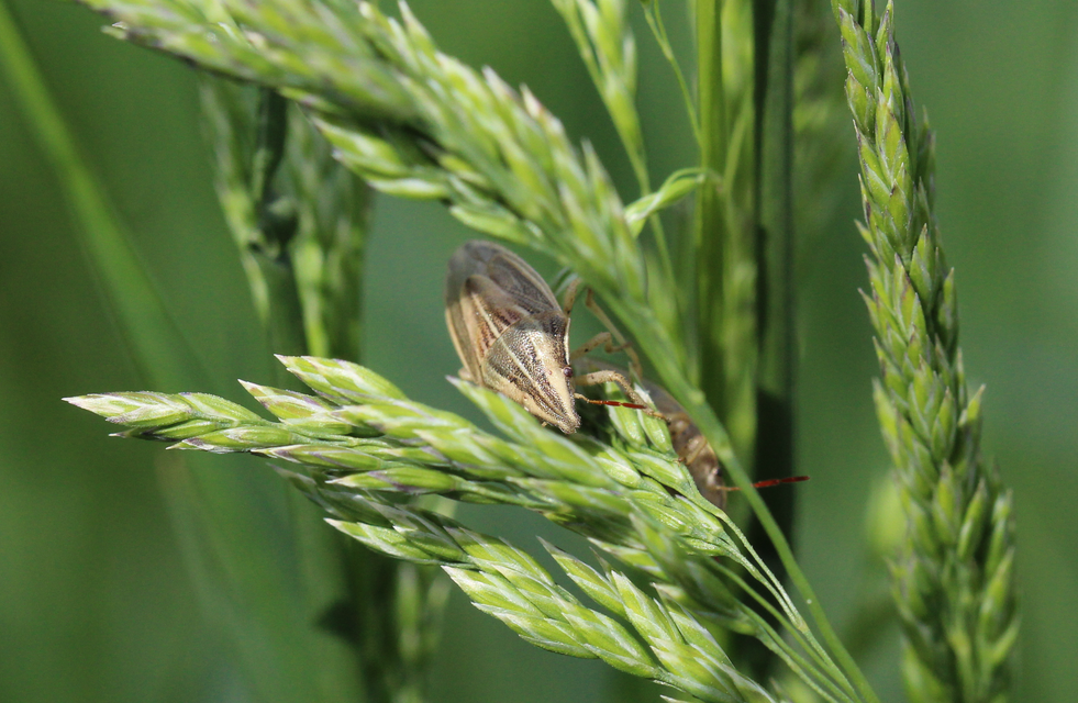 Aelia acuminata - közönséges szipolypoloska Aelia acuminata - közönséges szipolypoloska