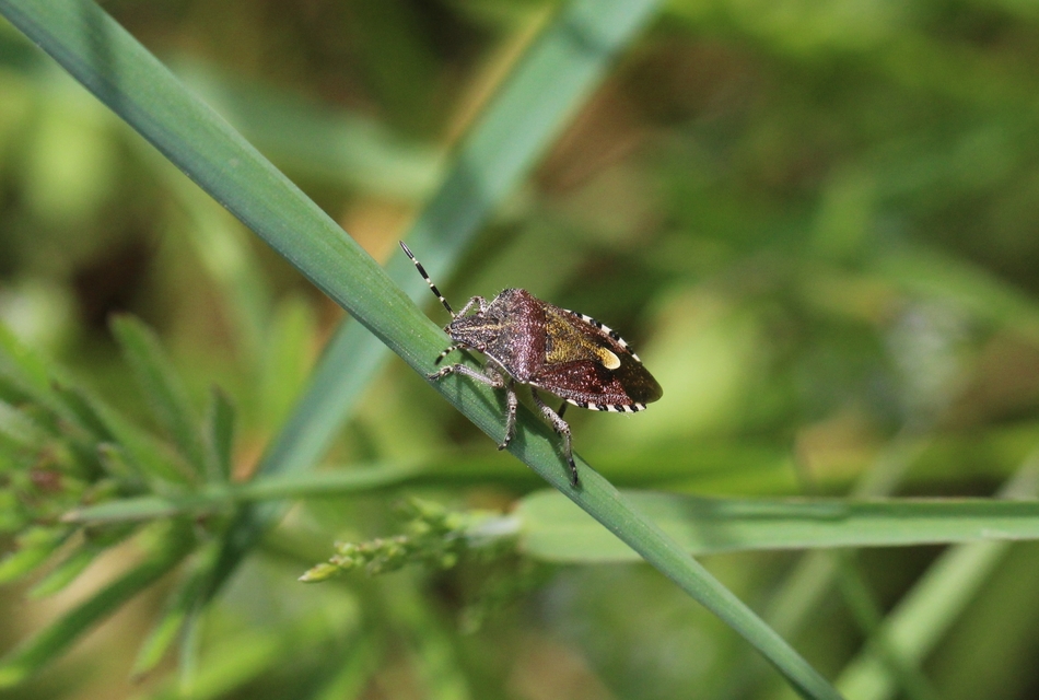 Dolycoris baccarum - közönséges bogyómászó-poloska