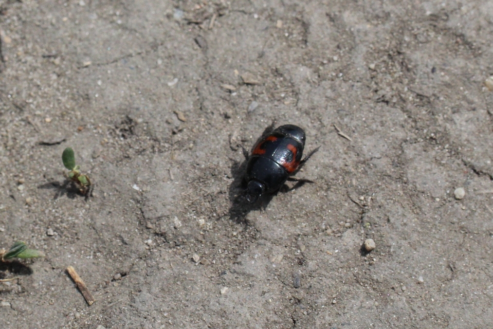 Hister quadrimaculatus - közönséges sutabogár