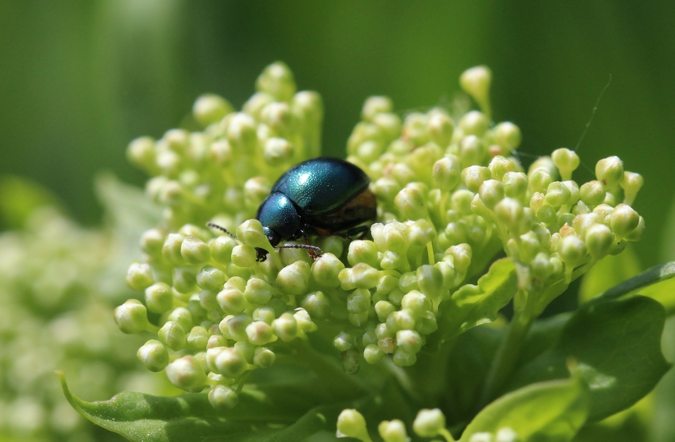Colaphellus sophiae - mustárbogár