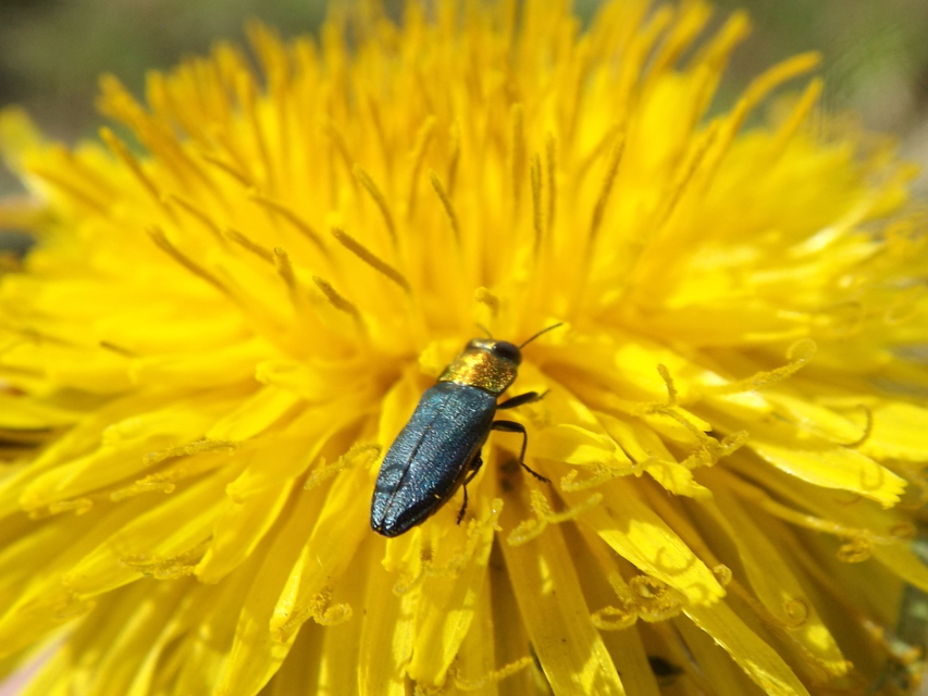 Anthaxia nitidula - ragyogó virágdíszbogár