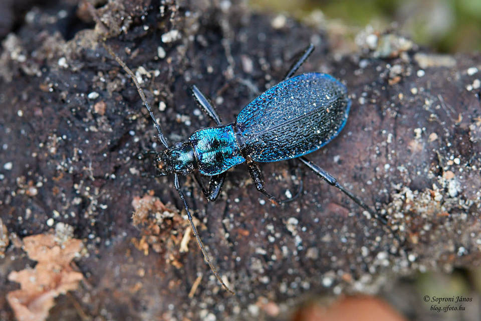 Carabus intricatus - kék laposfutrinka