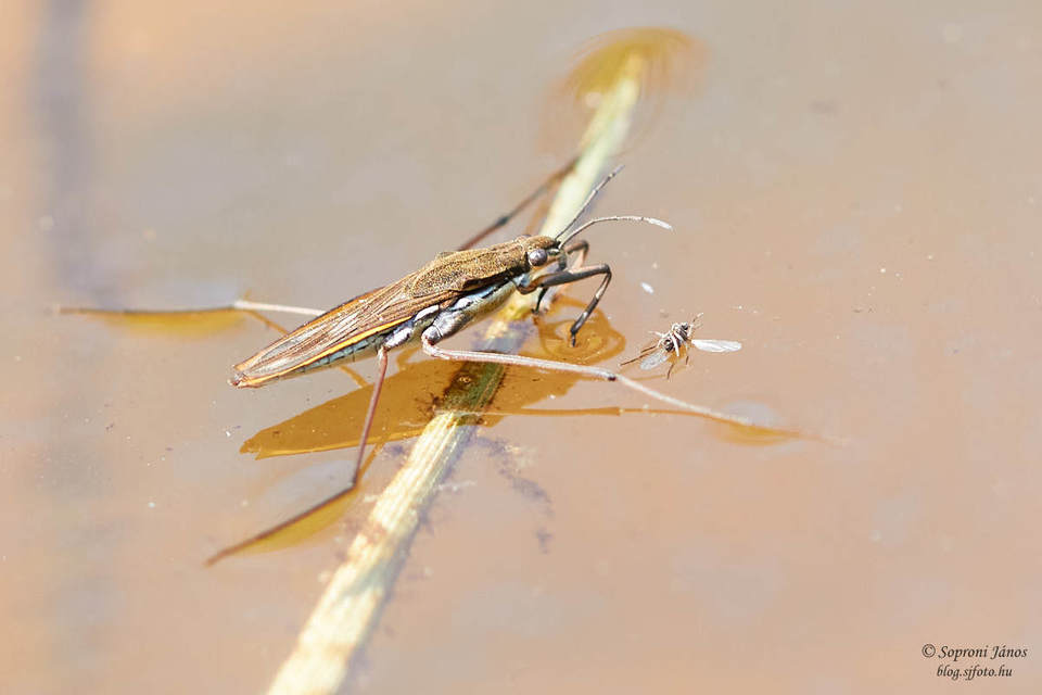 Gerridae - molnárpoloskák