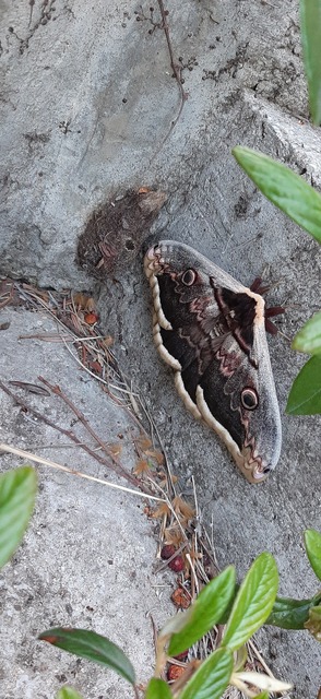 Saturnia pyri - nagy pávaszem