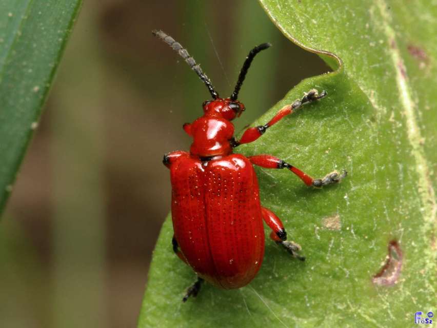 Lilioceris merdigera - hagymabogár