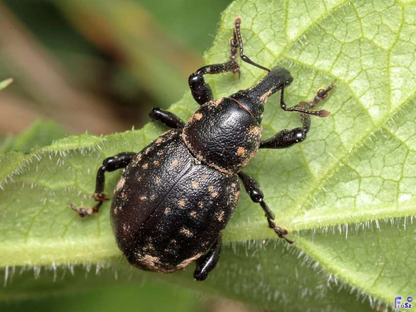 Liparus germanus - német acsalapuormányos