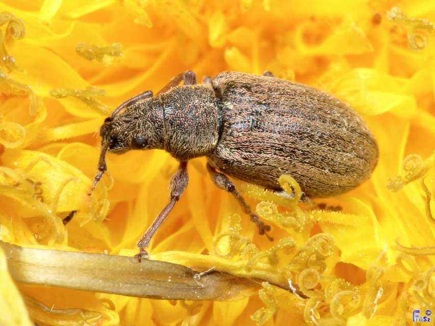 Phyllobius pyri - gyümölcsfa-levélormányos
