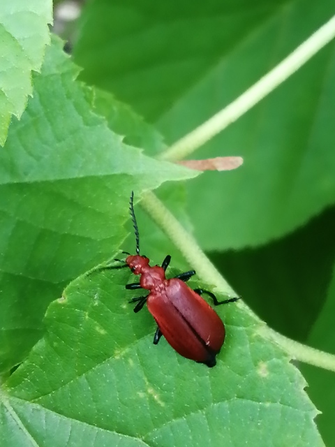 Pyrochroa serraticornis - közép-bíborbogár