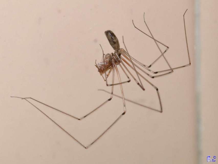 Pholcus phalangioides - nagy álkaszáspók Pholcus phalangioides - nagy álkaszáspók