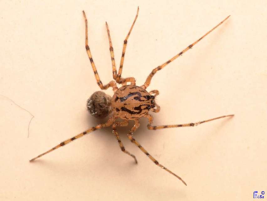 Scytodes thoracica - közönséges csupaszpók