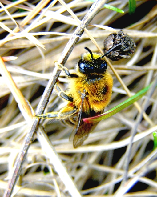 Hymenoptera - Hártyásszárnyúak Hymenoptera - Hártyásszárnyúak