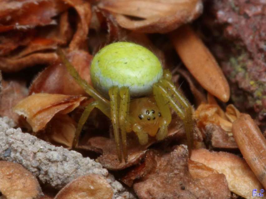 Araniella