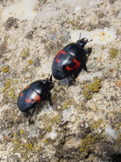 Hister quadrimaculatus - közönséges sutabogár