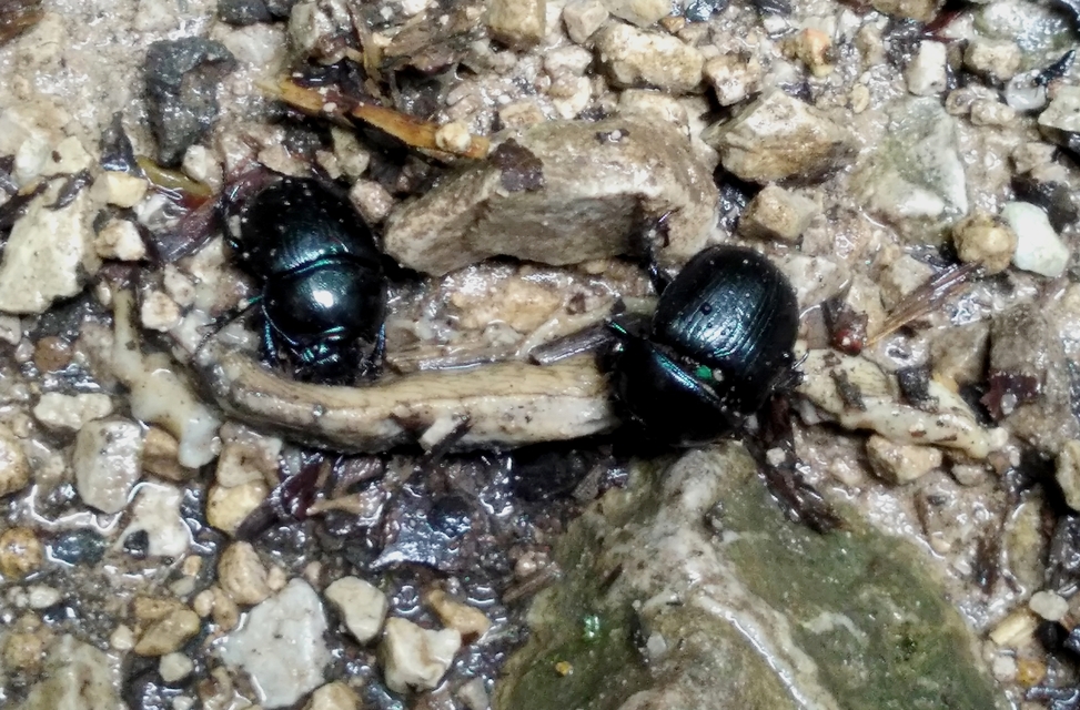 Anoplotrupes stercorosus - erdei álganéjtúró