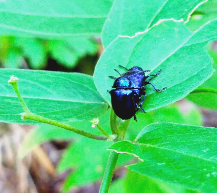 Chrysochus asclepiadeus - tündöklő méreggyiloklevelész