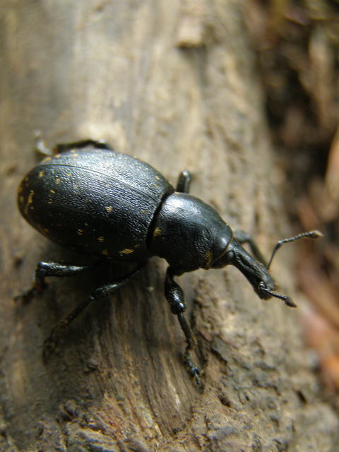 Liparus