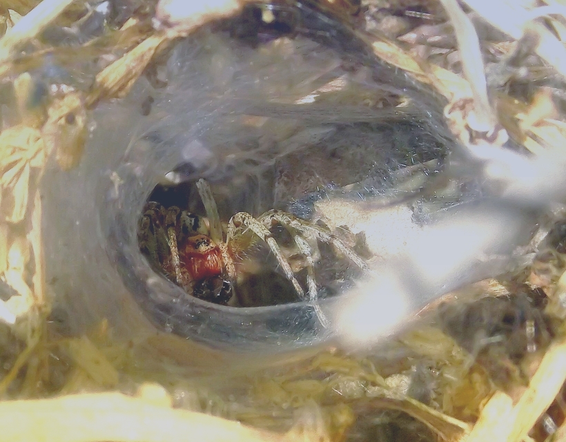 Agelena labyrinthica - illó tölcsérpók