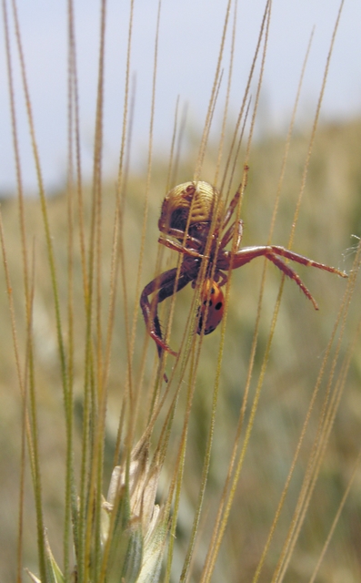 Thomisidae - karolópókok Thomisidae - karolópókok