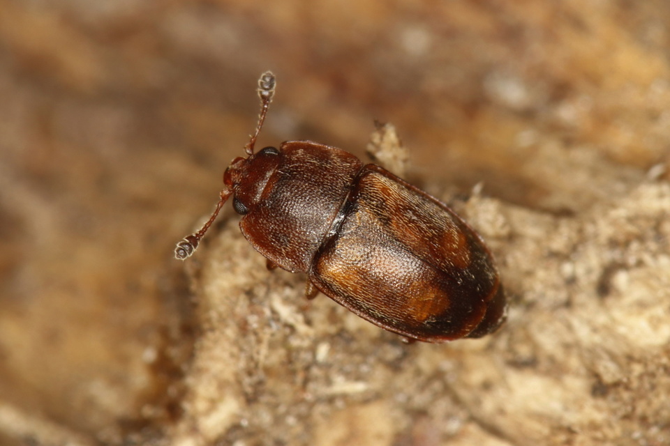 Epuraea Epuraea