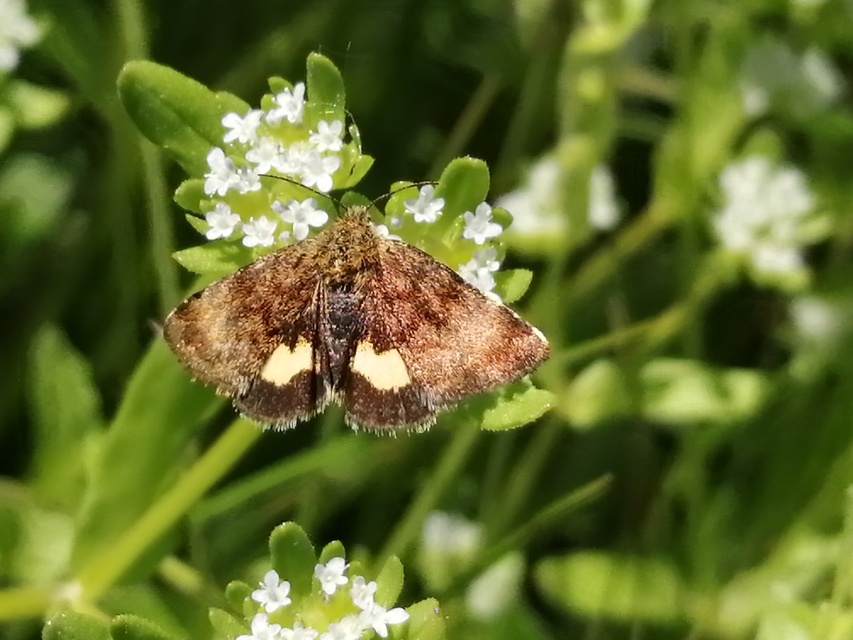 Panemeria tenebrata - apró sárgabagoly