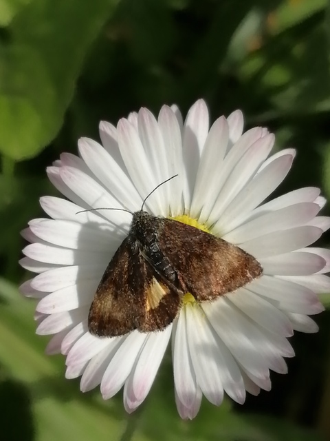 Panemeria tenebrata - apró sárgabagoly
