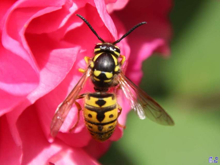 Vespula germanica - német darázs