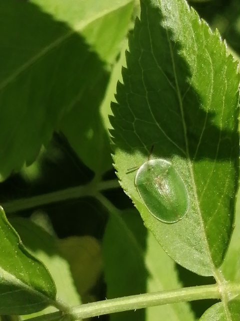 Cassida rubiginosa - lapos pajzsbogár Cassida rubiginosa - lapos pajzsbogár