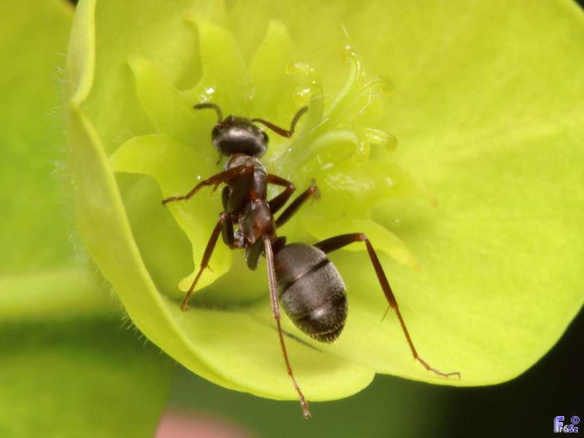 Formica cunicularia - gyakori rabszolgahangya