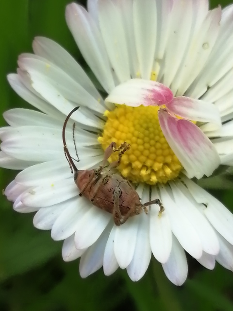 Curculio glandium - tölgymakkzsuzsóka