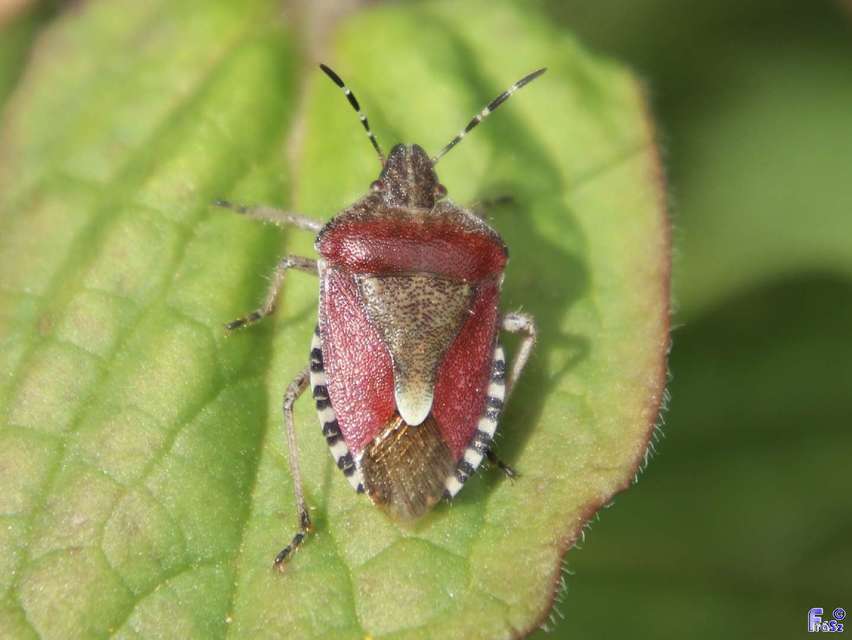 Dolycoris baccarum - közönséges bogyómászó-poloska