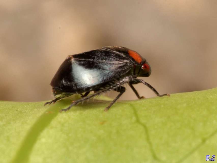 Penthimia nigra - fekete kabóca