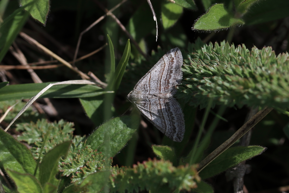 Scotopteryx coarctaria - vonalkás araszoló