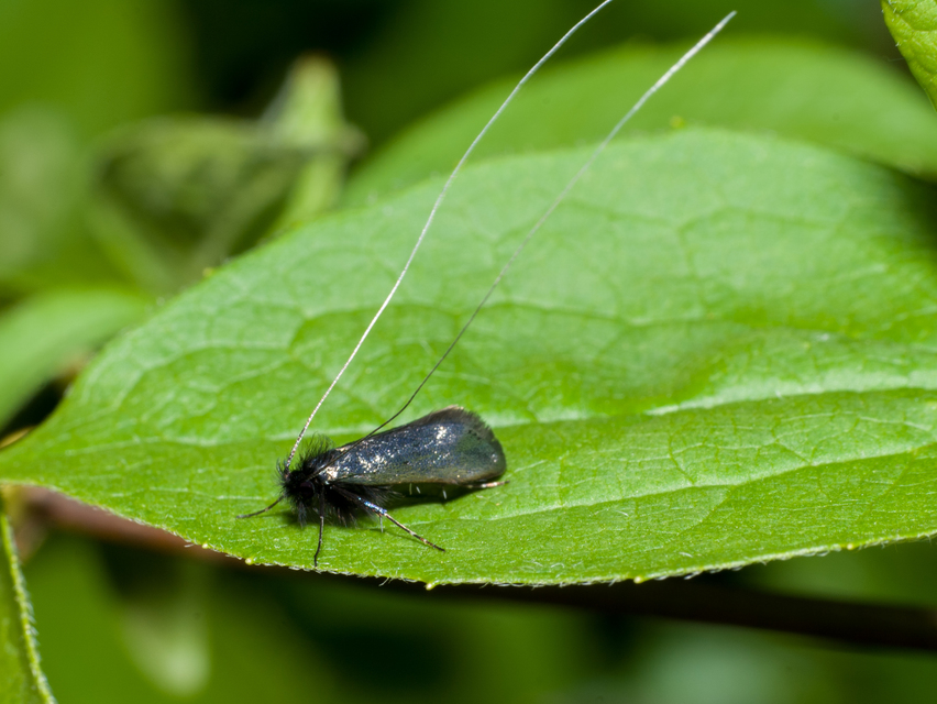 Adela reaumurella - smaragdfényű tőrösmoly