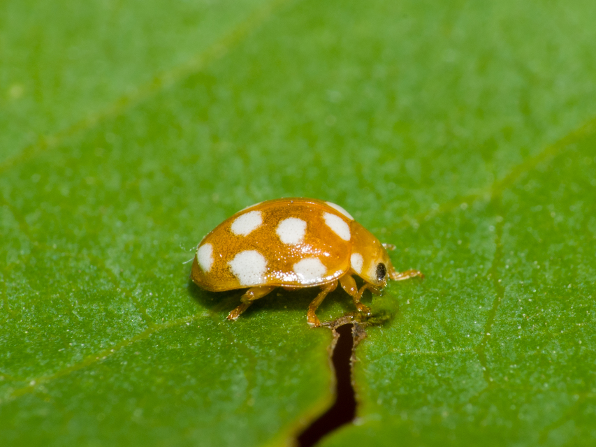 Vibidia duodecimguttata - tizenkétcseppes füsskata