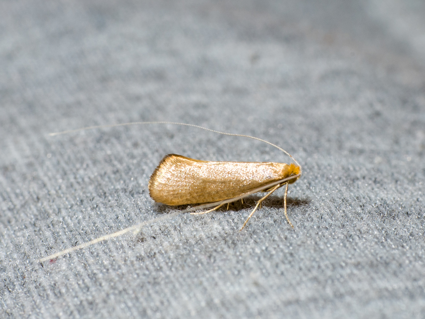 Nematopogon