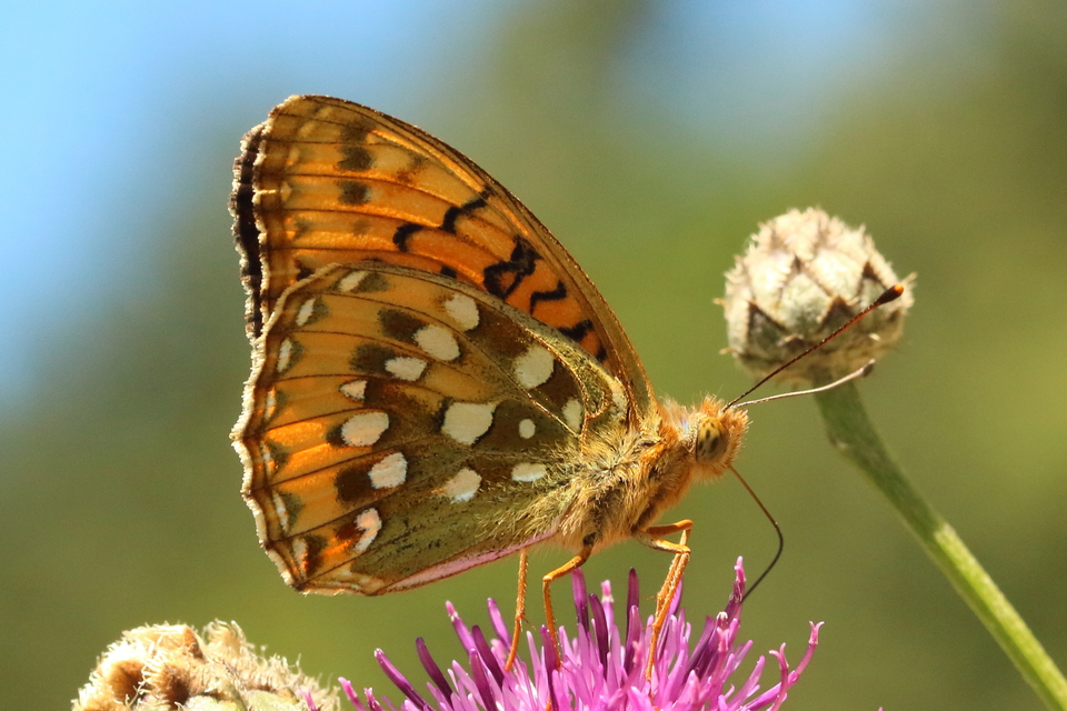 Argynnis aglaja - kerekfoltú gyöngyházlepke