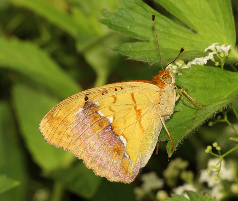 Argynnis laodice - keleti gyöngyházlepke