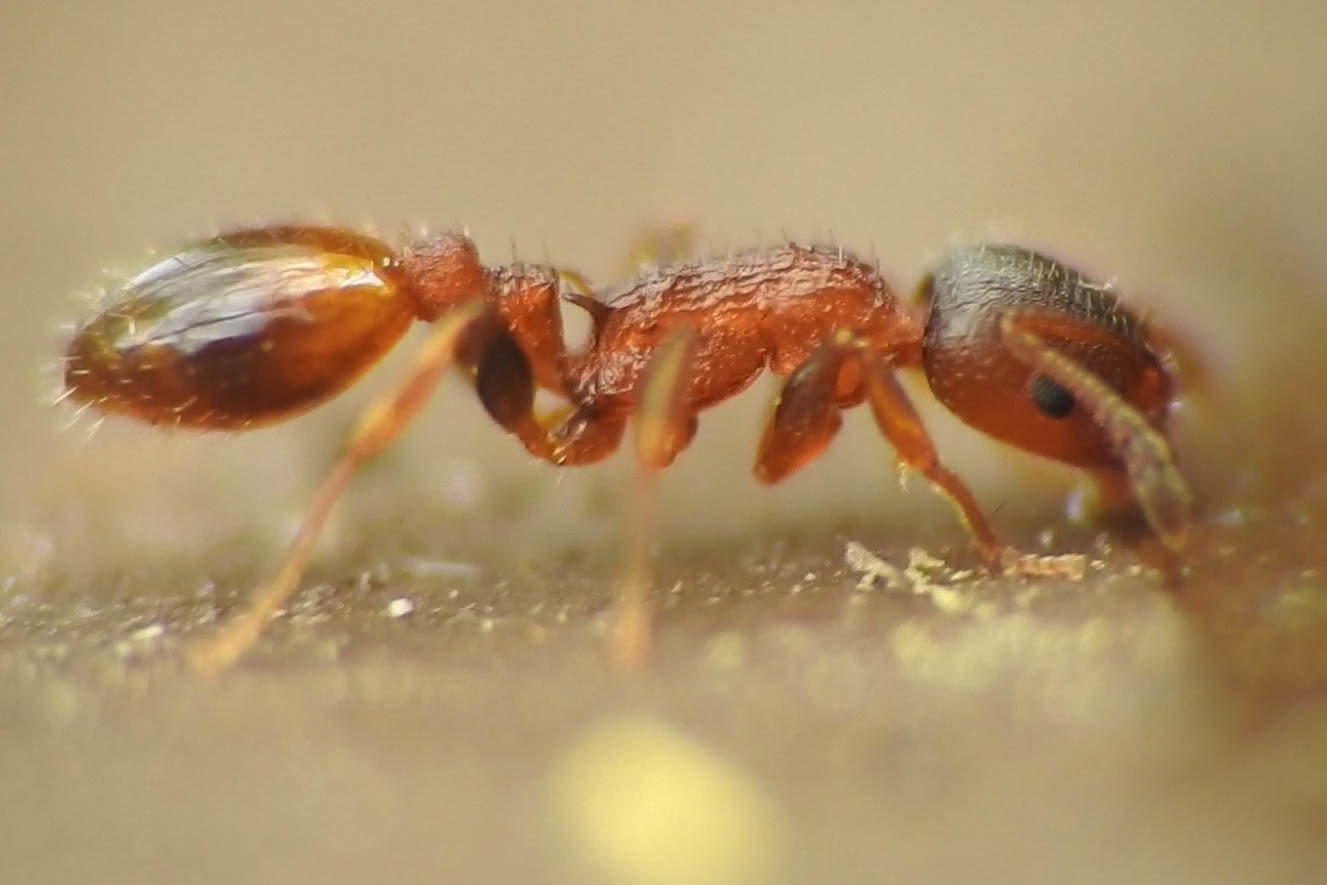 Temnothorax affinis - erdei kéreghangya