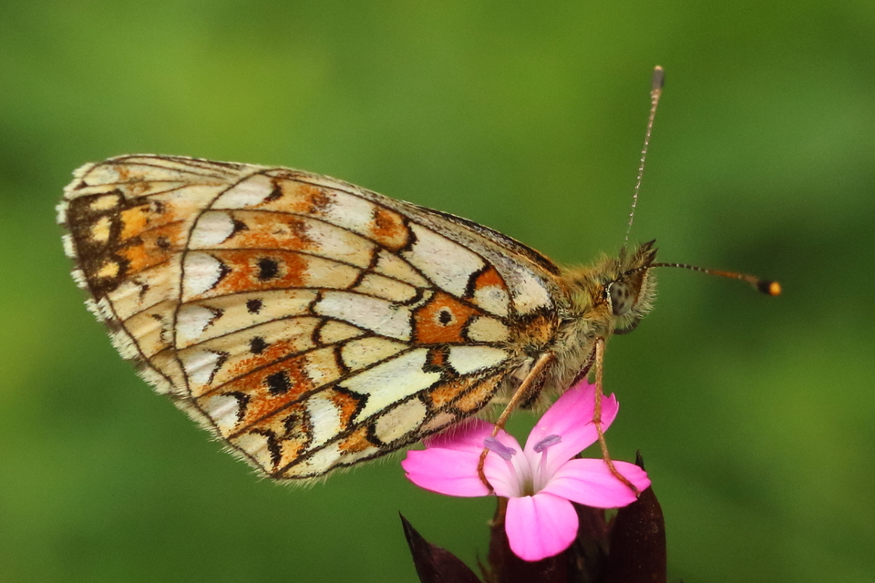 Boloria selene - fakó gyöngyházlepke