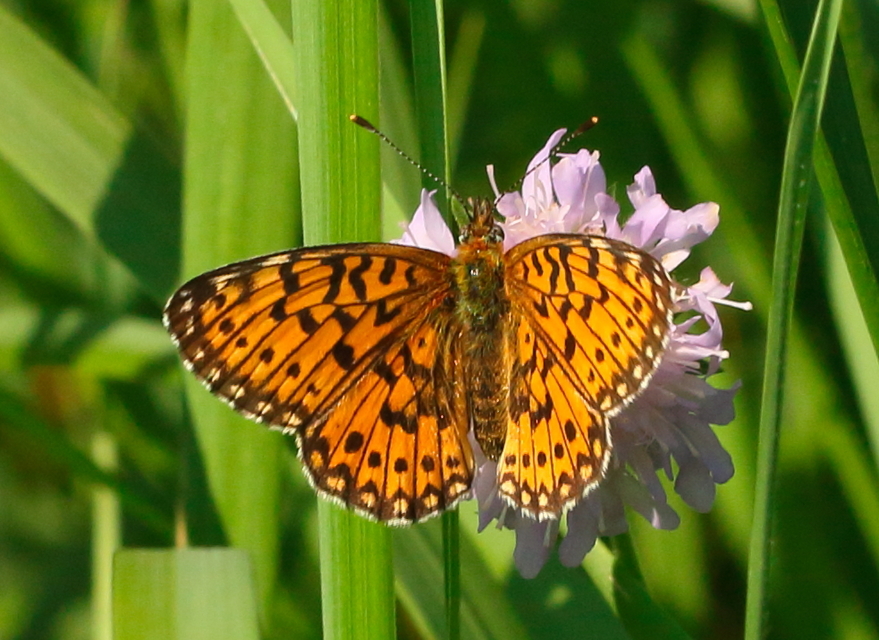 Boloria selene - fakó gyöngyházlepke