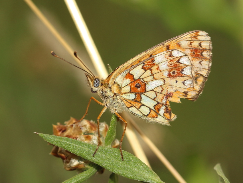 Boloria selene - fakó gyöngyházlepke