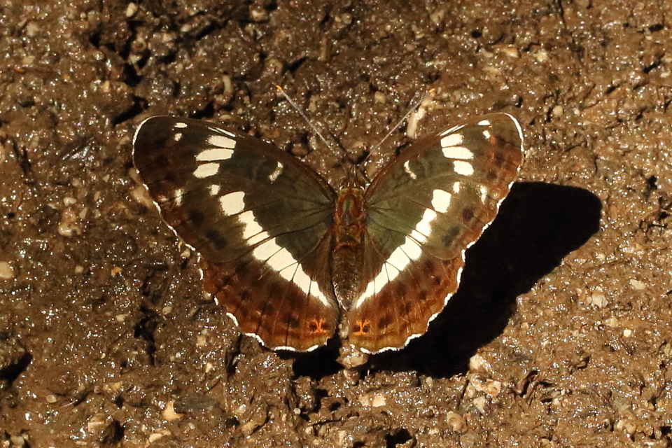 Limenitis camilla - kis lonclepke