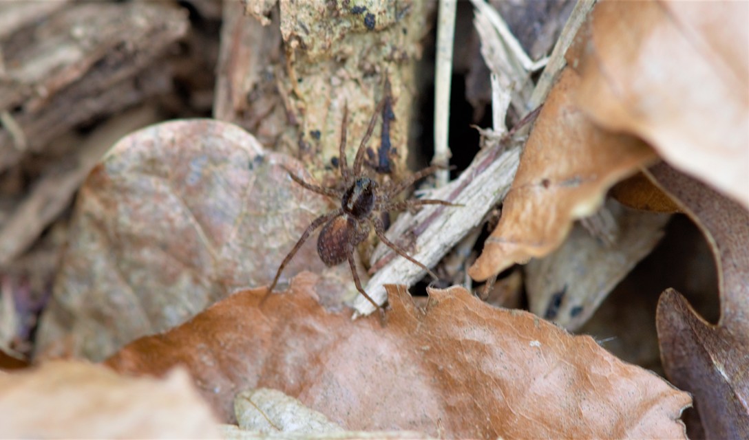 Pardosa alacris/lugubris