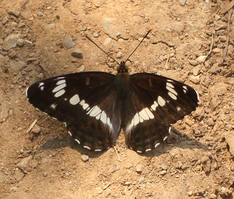 Limenitis camilla - kis lonclepke