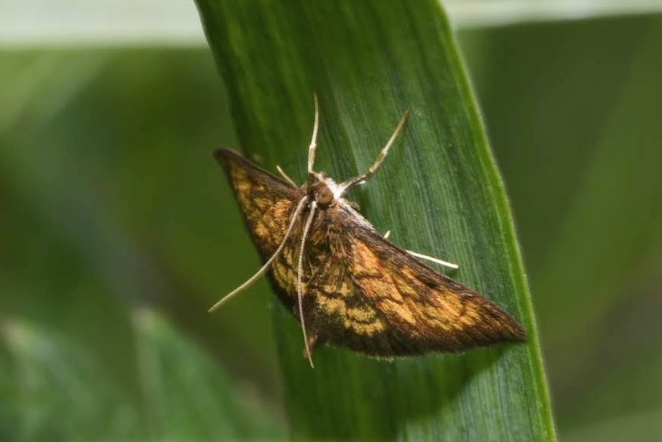 Ecpyrrhorrhoe rubiginalis - rozsdavörös tűzmoly