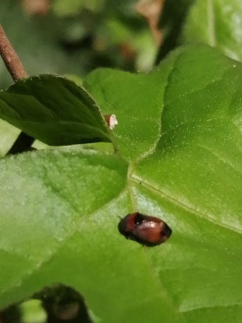 Penthimia nigra - fekete kabóca