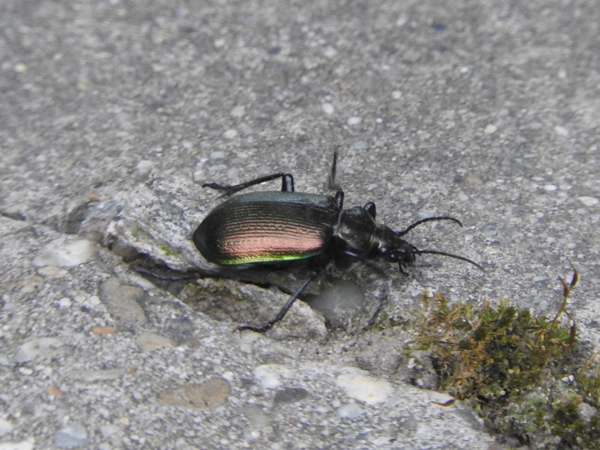 Calosoma inquisitor - kis bábrabló