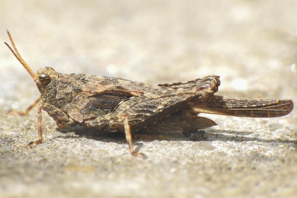 Tetrix subulata - közönséges tövishátúsáska